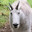 meowquiz