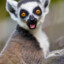Zoboomafoo