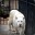 Albino Panther