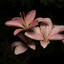 margo_n_