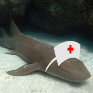 Nurse Shark