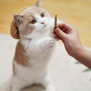 翻斗花园何主任