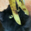 banana cat