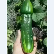 Big cucumber girl