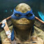 NinjaTurtleLeonardo