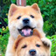 中华田园犬