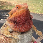Chonky Lizard avatar