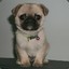 PuggyS