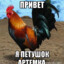 Петушок Артемка