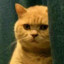 薛定谔的橘猫