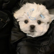 bb