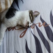 AAA九转大肠批发商王姐