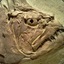 Fossilface