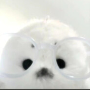 一只小海豹豹豹