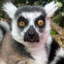 Mendebur Lemur