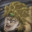 Dio Brando