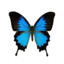 Бутерфлай
