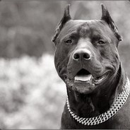 sAb0TaGe - steam id 76561197962119071