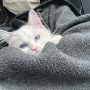 把你脑壳薅下来