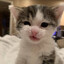 neveylxne kitten resand.online