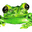 FrogStompOnDrip