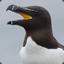 razorbill97