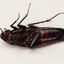 Roach