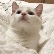 MOMO´•̥×•̥`ᰔᩚ