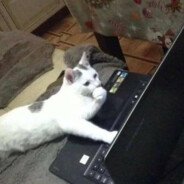 铁牛不敢玩恐怖游戏