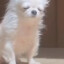 空系白本白【dog】