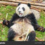 Panda king
