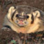 HydrophobicBadger