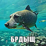 Drollex