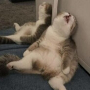 [HoW]подпивас андре