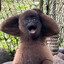 Joyous Monkey