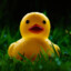 Wet_Ducky