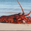 lobsterinsummerclothing