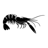 visii1 avatar