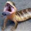 Skink