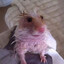 Avatar of Glub-Tubbas Wepple