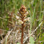 Orobanche crenata