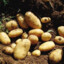 potato_10086