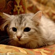 猫二