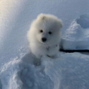 萧瑟秋风今又是