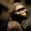 Australopithecus