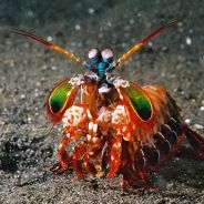 Mantis Shrimp