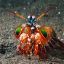 RGB Mantis