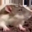 Splooooooog
