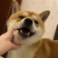 SHIBA