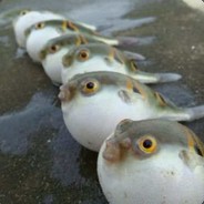 Puffer.fish